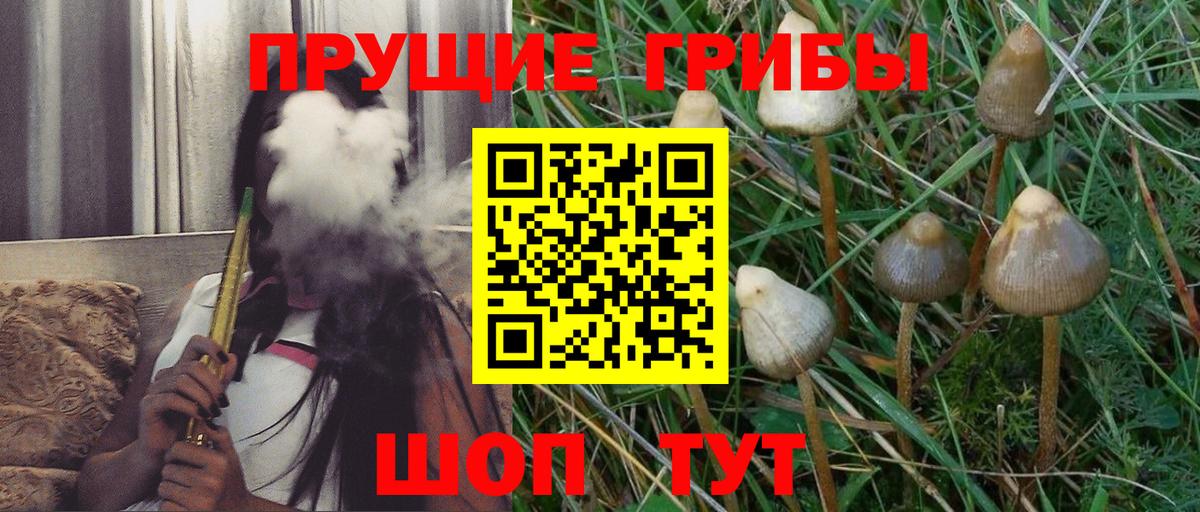 Псилоцибиновые грибы Cubensis Новошахтинск